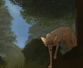 Coyote